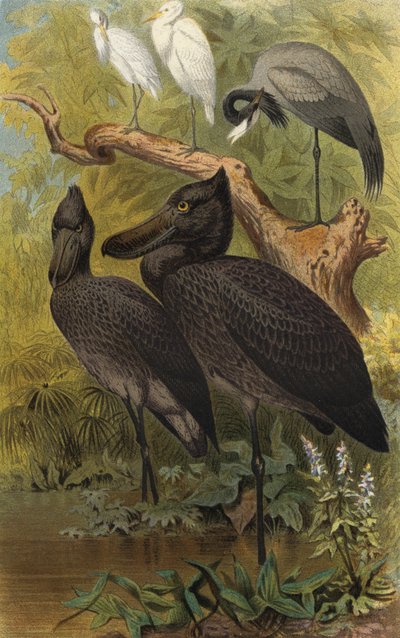 Shoebill بواسطة المدرسة الأوروبية